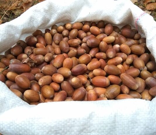 Для чего КП «Дарницкое лесопарковое хозяйство» заготавливает желуди?