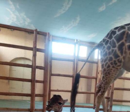 В Киевском зоопарке родился жирафенок
