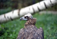 До Київського зоопарку завезли рідкісного птаха