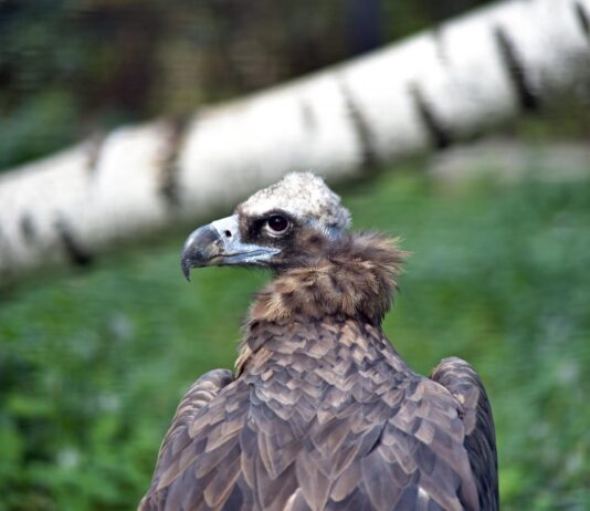 В Киевский зоопарк завезли редкую птицу
