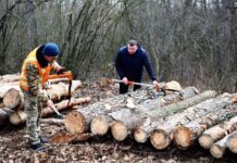 Вирубують дерева на ВДНГ: пояснення від керівництва