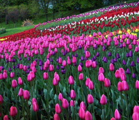 Певчее поле — самая красивая площадка для концертов