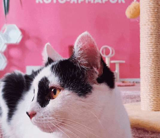 Кото ярмарок в Киеве. Организация, в которой четырех лапые находят новый дом