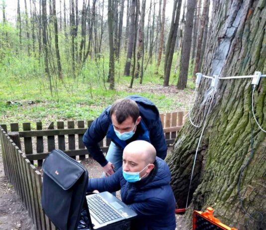 Киевзеленстрой тестирует импульсный томограф для деревьев: как чувствует себя дуб «Бай-бай» и деревья на Вышгородской