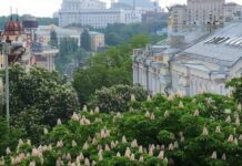 Звідки в Києві каштани?