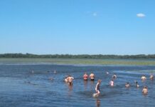 У річці Дніпро з’явилося багато медуз: що сталося