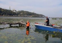 Річка Дніпро перетворюється в болото: що загрожує киянам