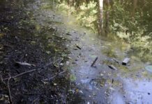 Екокатастрофа в Києві: чому в Голосіївському парку гинуть птахи