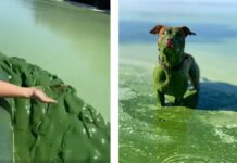 Зеленая каша: Днепр покрылся водорослями