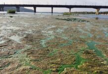 Покрылся жуткой коркой: в Киеве опять зацвел Днепр