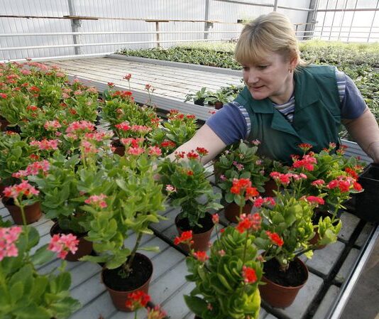 Ботсад имени Н.Гришко из-за нехватки средств продает растения: подробности