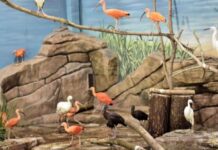 Новый вольер для птиц в киевском зоопарке птахи