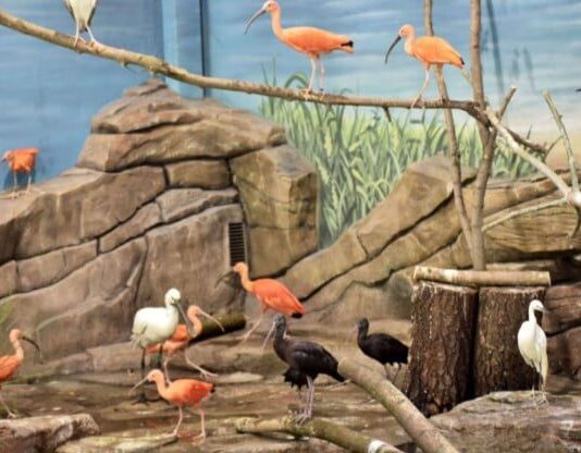 Новый вольер для птиц в киевском зоопарке птахи