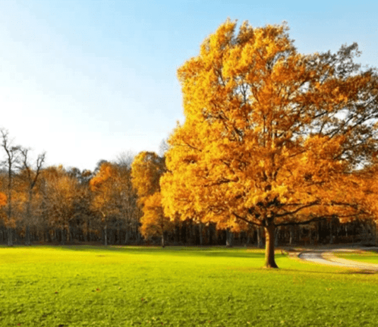 Киевлян приглашают посмотреть на золотые деревья в ботсаду дерева