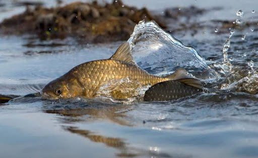 Штрафы за незаконный лов рыбы в Украине выросли в десятки раз
