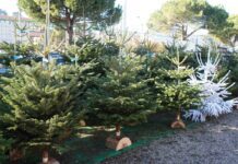 В Києві запрацювали офіційні ялинкові базари: де купити новорічну красуню в Дарницькому районі
