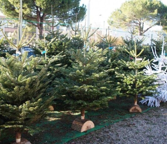 В Киеве заработали официальные елочные базары: где купить новогоднюю красавицу в Дарницком районе
