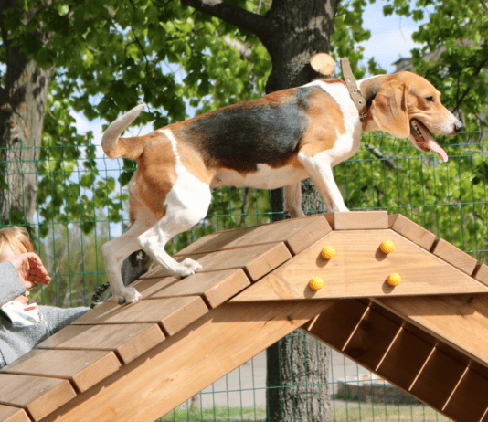 В Киеве появилась новая площадка для выгула собак