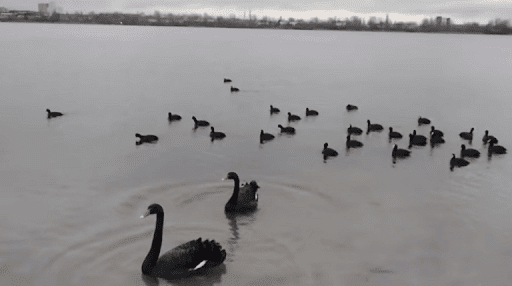 Застройка Вырлицы: на озеро прилетели черные лебеди