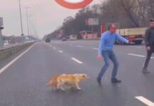 Под Киевом на Бориспольской трассе мужчина остановил движение, чтобы перевести собак