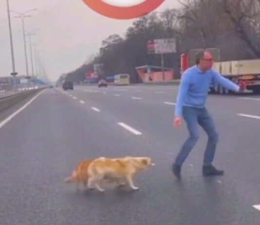 Под Киевом на Бориспольской трассе мужчина остановил движение, чтобы перевести собак