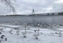 «Лебедине царство» на Оболоні здивувало киян