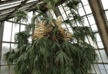 Тропики в снежном Киеве: в ботсаду зацвела 200-летняя пальма