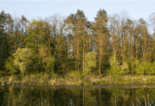 Киевсовет защищает Беличанский лес от застройки