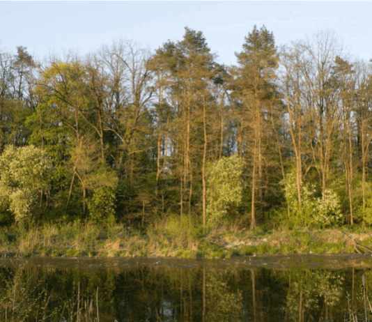 Київрада захищає Біличанський ліс від забудови