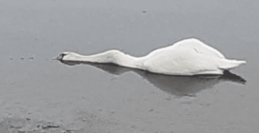 На Оболоні в парку «Наталка» вмирають лебеді