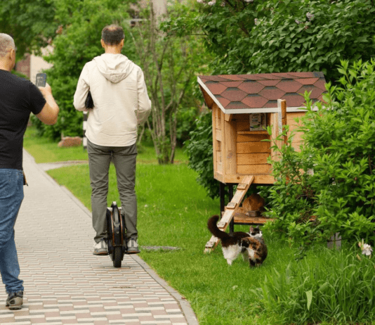 На Київщині будують будинки для бездомних котів