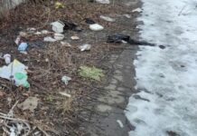 Сміття більше, ніж води: на що перетворилася легендарна річка Либідь