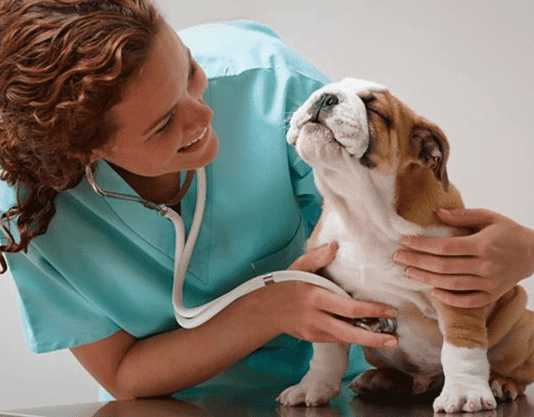 У Києві безкоштовно стерилізують домашніх улюбленців: умова та адреси клінік