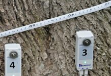 Лечение многовековых дубов на Подоле