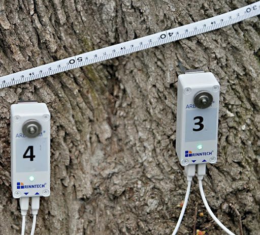 Лікування багатовікових дубів на Подолі