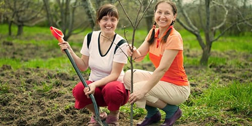 Киянам знову будуть роздавати безкоштовні саджанці: як отримати?