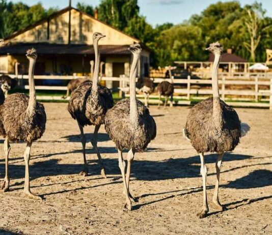 Погибают животные: под Киевом из-за боев страдает экопарк «Ясногородка»