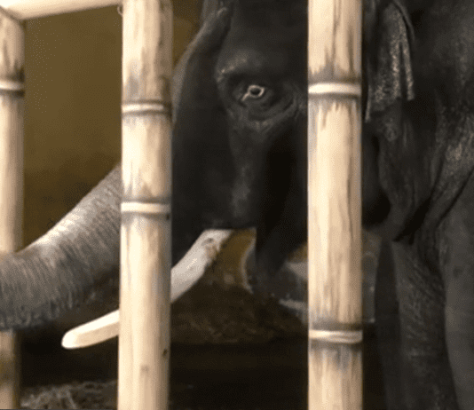 Животные на успокоительных: как живет киевский зоопарк в условиях войны