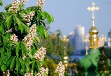 Квітучий Київ – місто каштанів