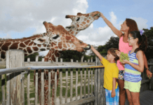 Киевский зоопарк: главное, что интересно знать