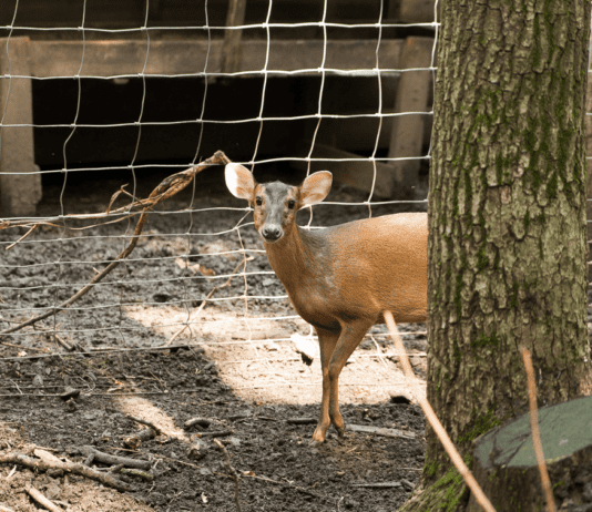 Київський зоопарк: чим дивує відвідувачів у перший місяць роботи?