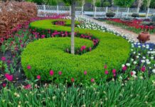 Цветочный сад Камелия: альтернатива Добропарку