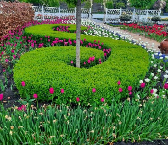 Квітковий сад Камелія: альтернатива Добропарку