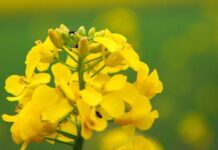 Рапс как сидерат: преимущества и недостатки