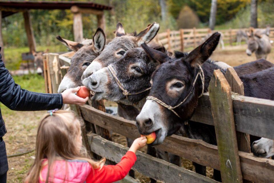 12304911239438898956396623707677236160051513o1024x683-960x640