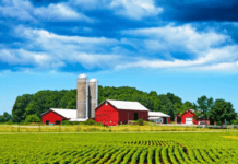 Найцікавіші ферми Київщини