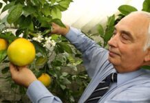 Бізнес на екзотичних фруктах: історія появи теплиці-термоса під Києвом