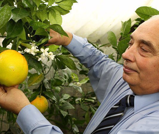 Бізнес на екзотичних фруктах: історія появи теплиці-термоса під Києвом