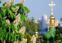 Легені мегаполісів: як озеленювали Київ у 20 столітті