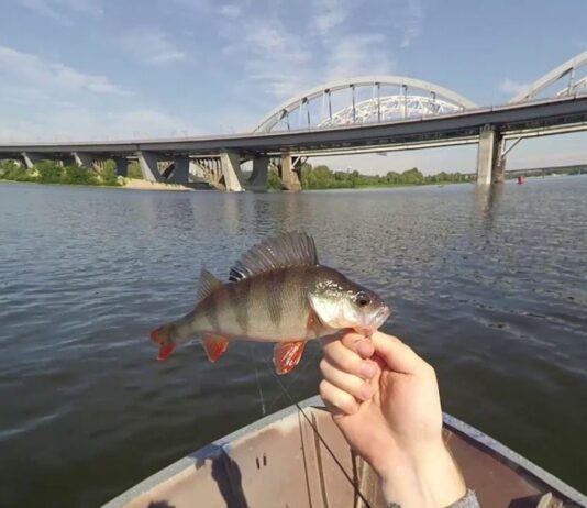 Особливості рибалки в Києві: де можна безкоштовно порибалити та відпочити